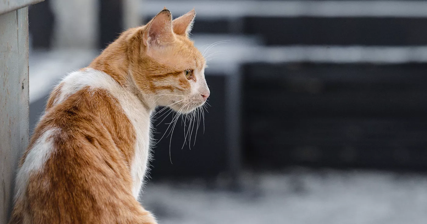 Katze zu Tode gequält