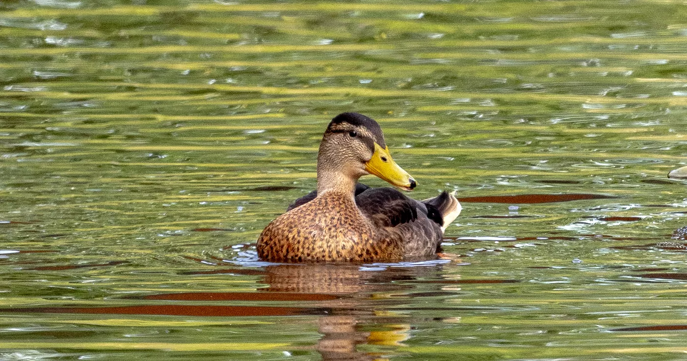 Illegaler Abschuss einer Wildente / Tierquälerei