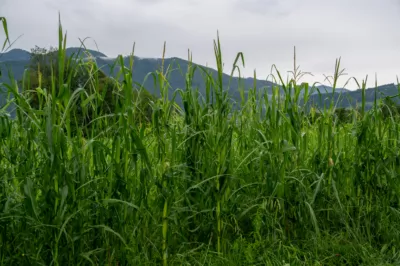 Schweres Gewitter fordert Einsatzkräfte in Micheldorf in Oberösterreich DSC-4876.jpg