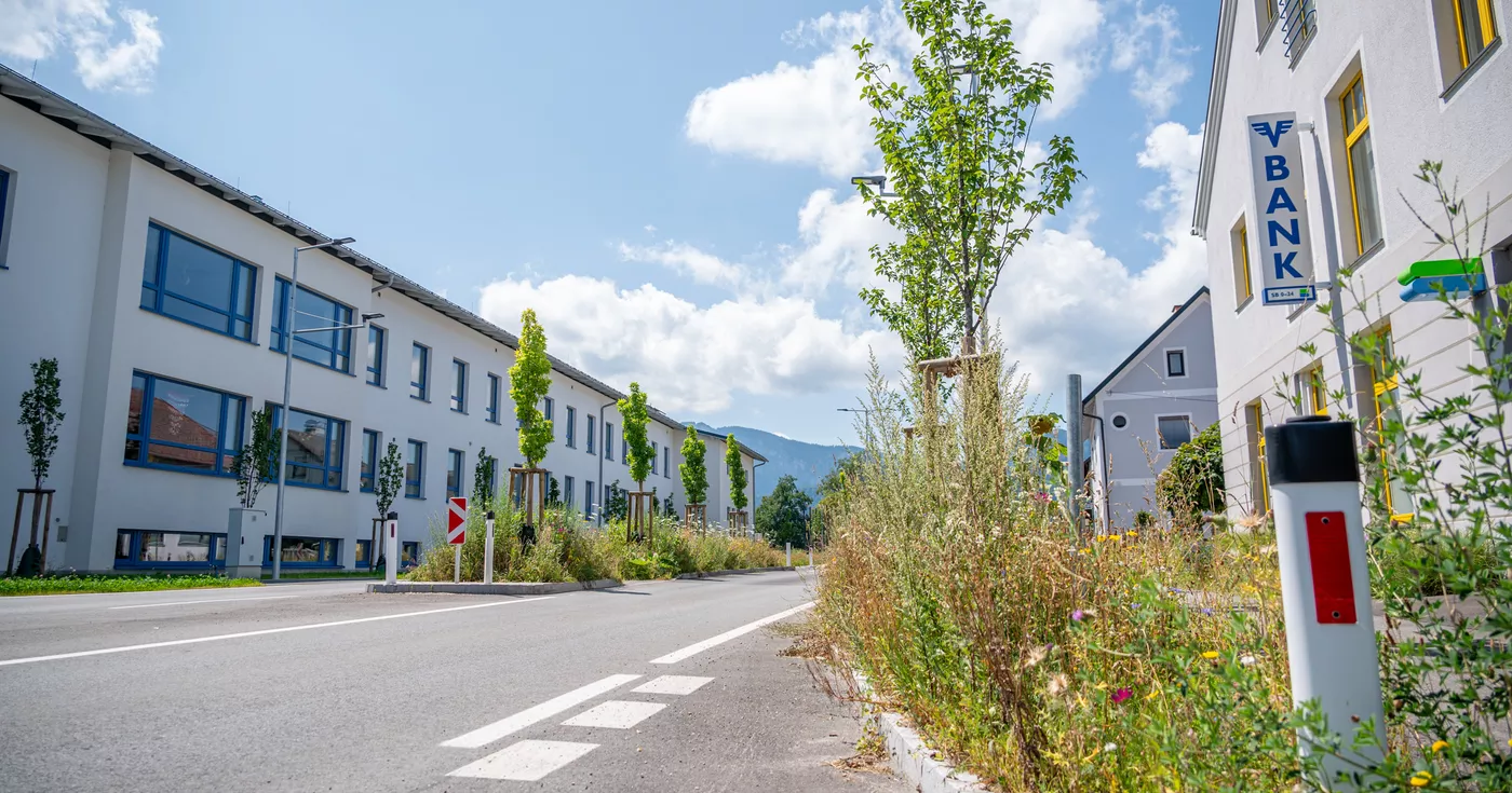 Ärger über hohe Blühstreifen in Scharnsteiner Ortsgebiet