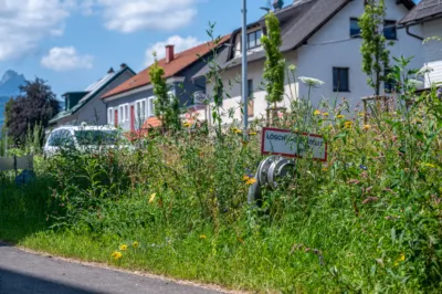 Ärger über hohe Blühstreifen in Scharnsteiner Ortsgebiet DSC-6489.jpg