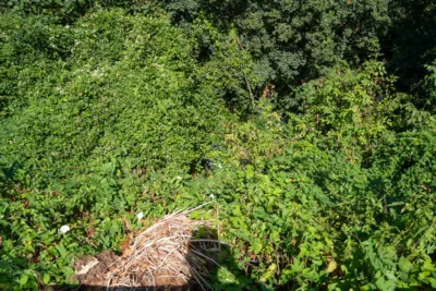 Unfall in Plesching: Fahrzeug stürzt in Waldstück – Fahrerin bleibt unverletzt PANC-20240809120707972-024.jpg