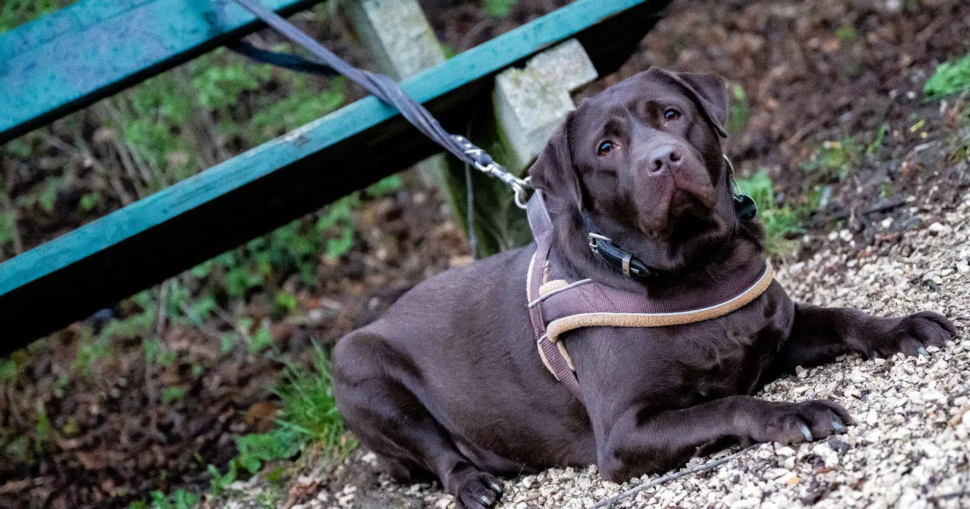 Titelbild: Polizist von Hund gebissen