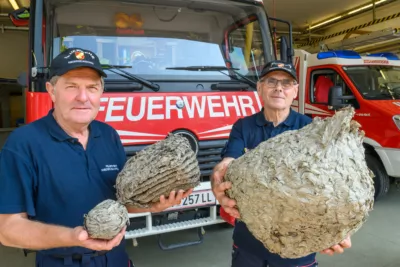 Rekordjahr für Wespen - Feuerwehren im Dauereinsatz FOKE-2024082910490105-055.jpg