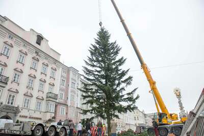 Linzer Christbaum wurde am Hauptplatz aufgestellt 20141110-1161.jpg