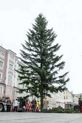 Linzer Christbaum wurde am Hauptplatz aufgestellt 20141110-1162.jpg