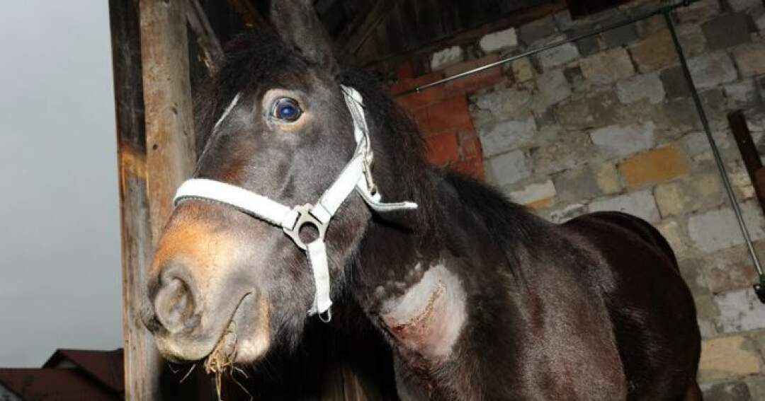 Titelbild: Tierquäler schnitt Pony den Hals auf