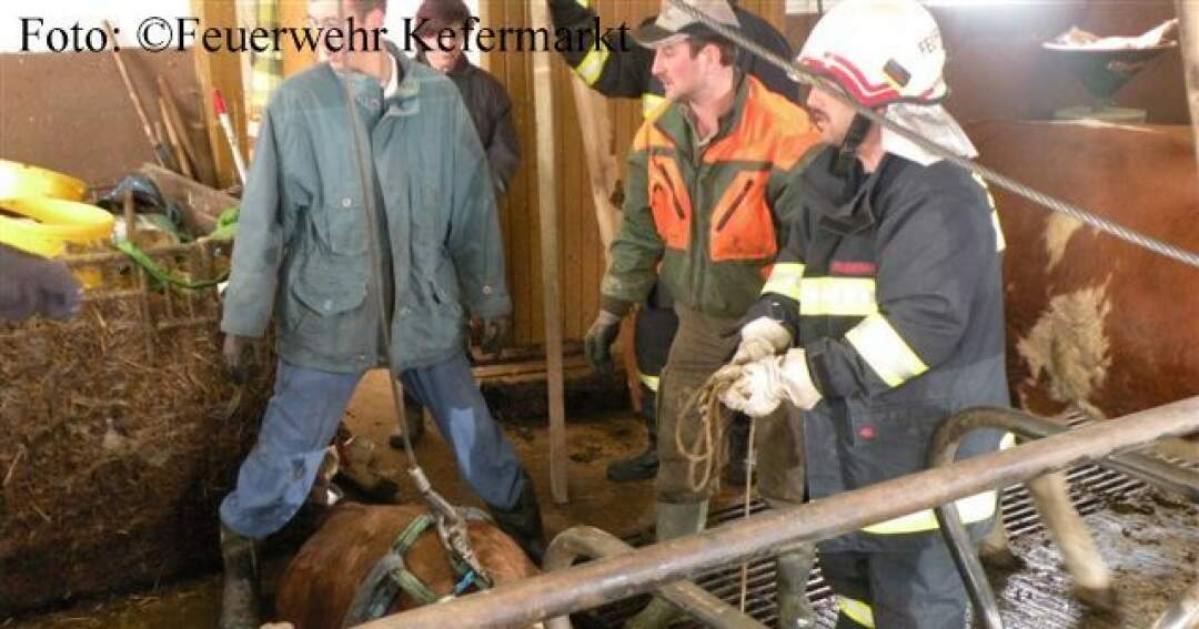 Titelbild: Tierbergung: Feuerwehrmänner retten Kuh aus Gülleschacht