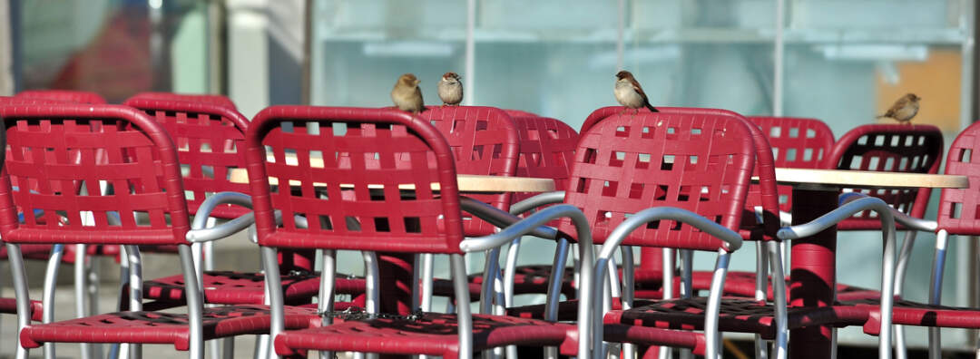 Titelbild: Spatzen im Gastgarten