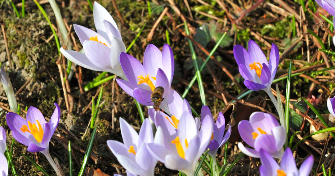 Titelbild: Frühling im Botanischen Garten