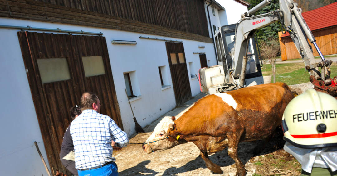 Titelbild: Kuh steckte auf Misthaufen fest