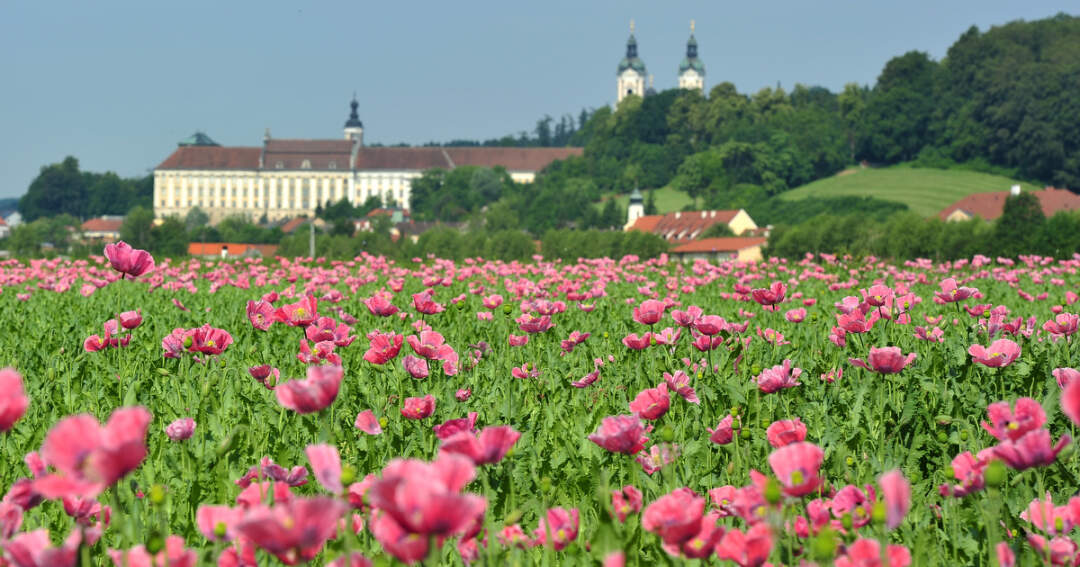 Titelbild: Mohnblüte in voller Pracht