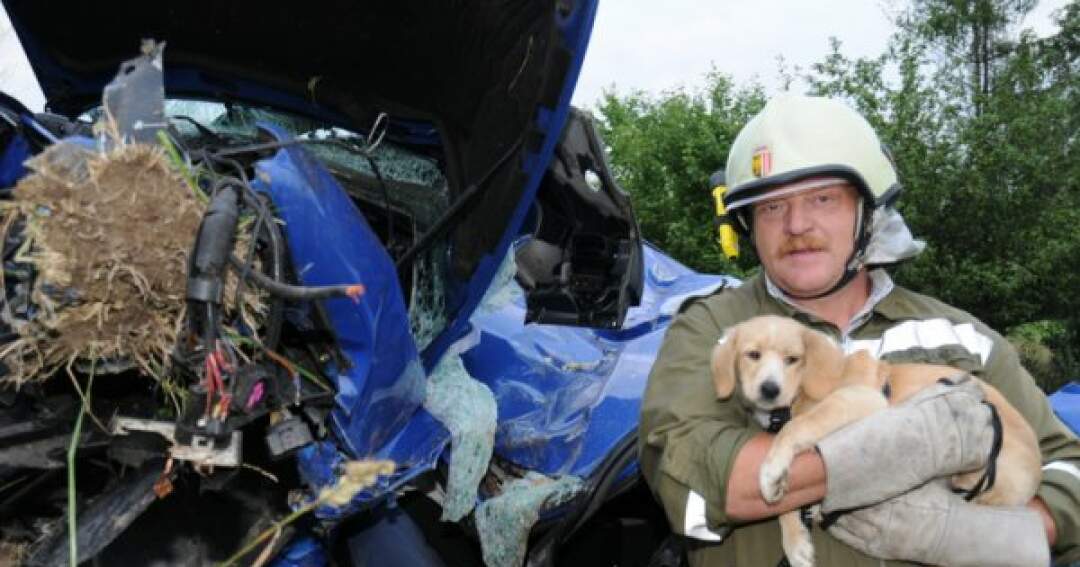 Titelbild: Schwerer VU - Hund nach einer Stunde entdeckt