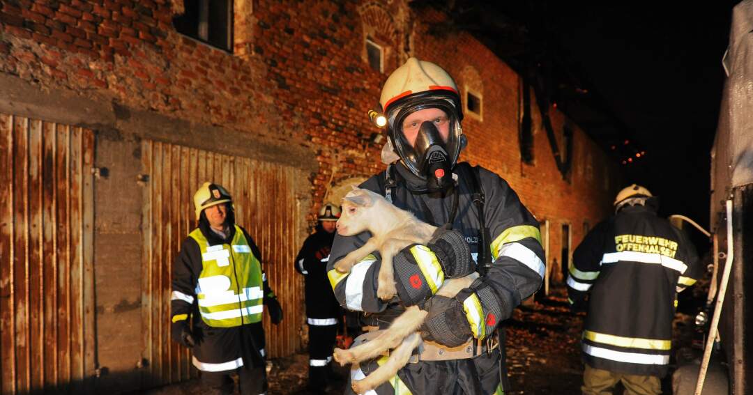 Titelbild: Bauernhof in Vollbrand: Fünf Kinder und zahlreiche Tiere von Feuerwehr in Sicherheit gebracht