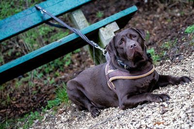 Hundebiss in Wels: Rettungssanitäterin verletzt hund.jpg