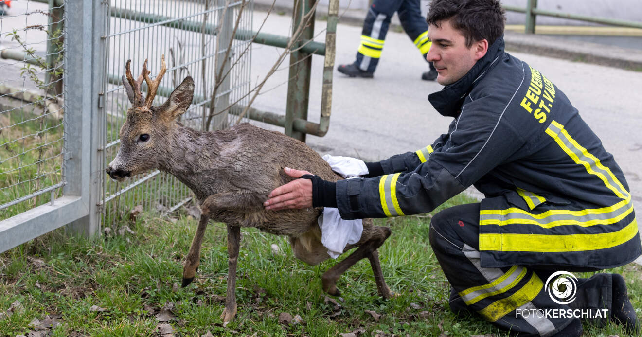 Feuerwehr rettet Reh aus Ennskanal in St. Valentin