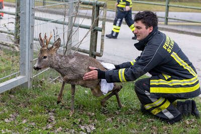 Feuerwehr rettet Reh aus Ennskanal in St. Valentin fkstore-62175.jpg